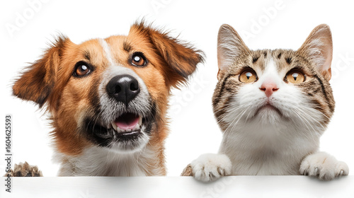 Portrait of a dog Russian Spaniel and cat Scottish Straight isolated on white background