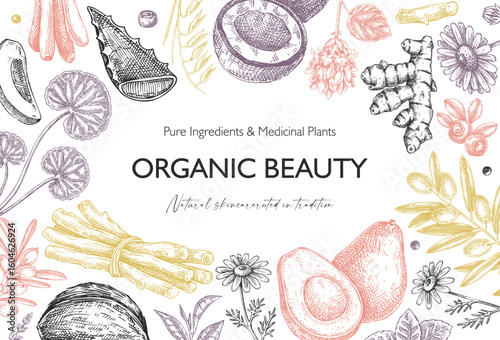 Medicinal plants background. Hand drawn skin care, organic cosmetics, natural ingredients vector illustration. Beauty salon frame design. Not AI generated