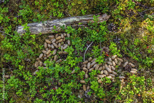 Elchlosung im Moorgebiet in Norwegen