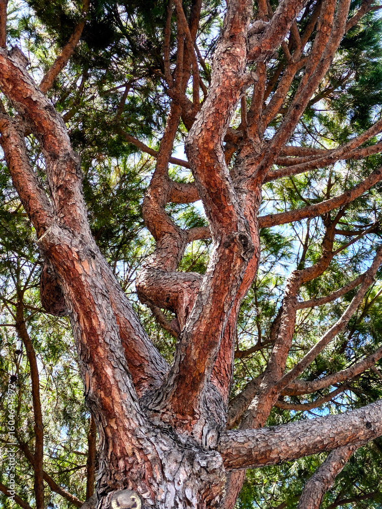 Fototapeta premium Gnarled Pine Branches: A Woven Canopy Against the Sky