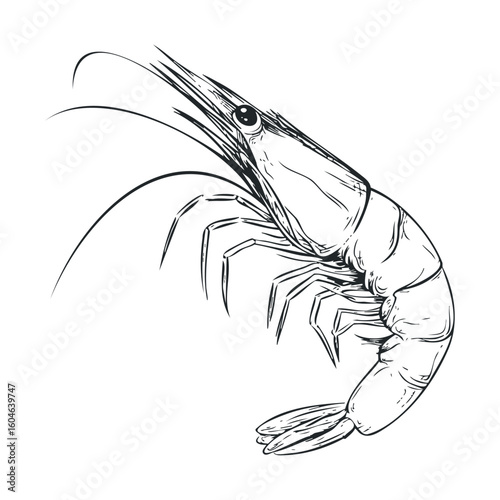 Detailed sketch of a shrimp for culinary and educational use