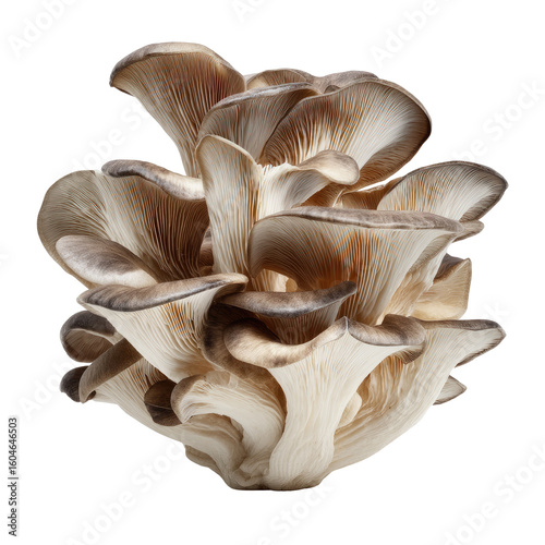 Close-up of a cluster of oyster mushrooms (1)