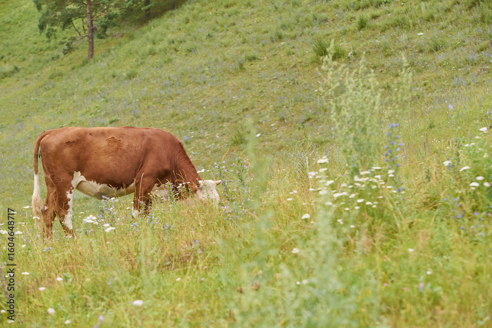 Naklejka premium Brown cow grazing in lush green pasture with wildflowers on hillside.
