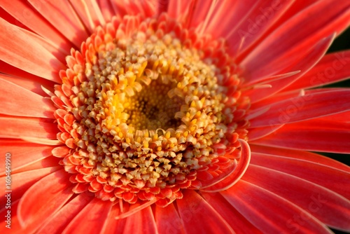 Foto Macro Close-Up of Pink Gerbera Daisy Flower Showing Floral Texture and Center De