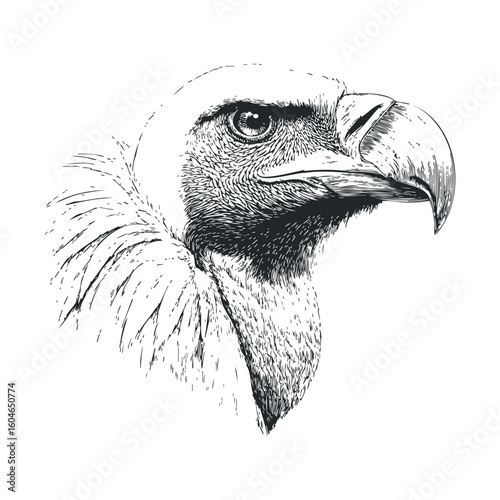 Majestic vulture portrait showcasing natures scavenger beauty