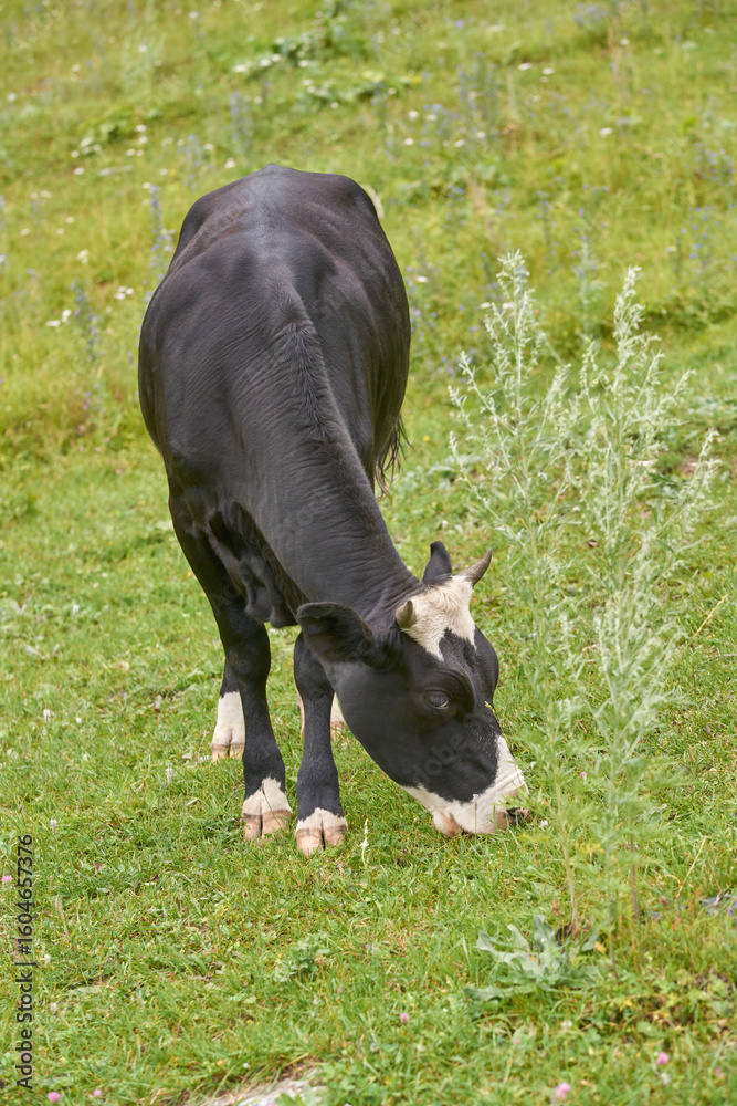 Fototapeta premium Black and white cow grazing on green pasture in summer countryside landscape.