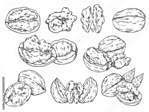 Set of hand drawn walnut outline drawing food illustration