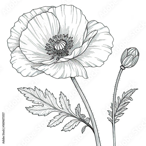 Poppy drawing. It is a black and white outline image of a single poppy flower with ruffled petals and a central stamen
