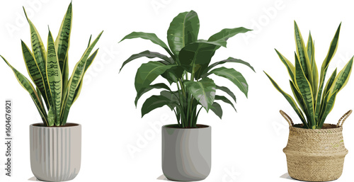 Beautiful indoor houseplants in modern decorative pots, snake plants and green leafy plant, natural home decor, stylish and trendy plant arrangement, perfect for living room, office, or bedroom