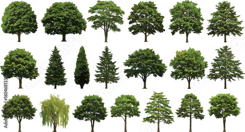 Collection of Isolated Trees on White Background, Diverse Tree Species, Nature Elements, Landscape Design Resources, Perfect for Graphic and Architectural Projects