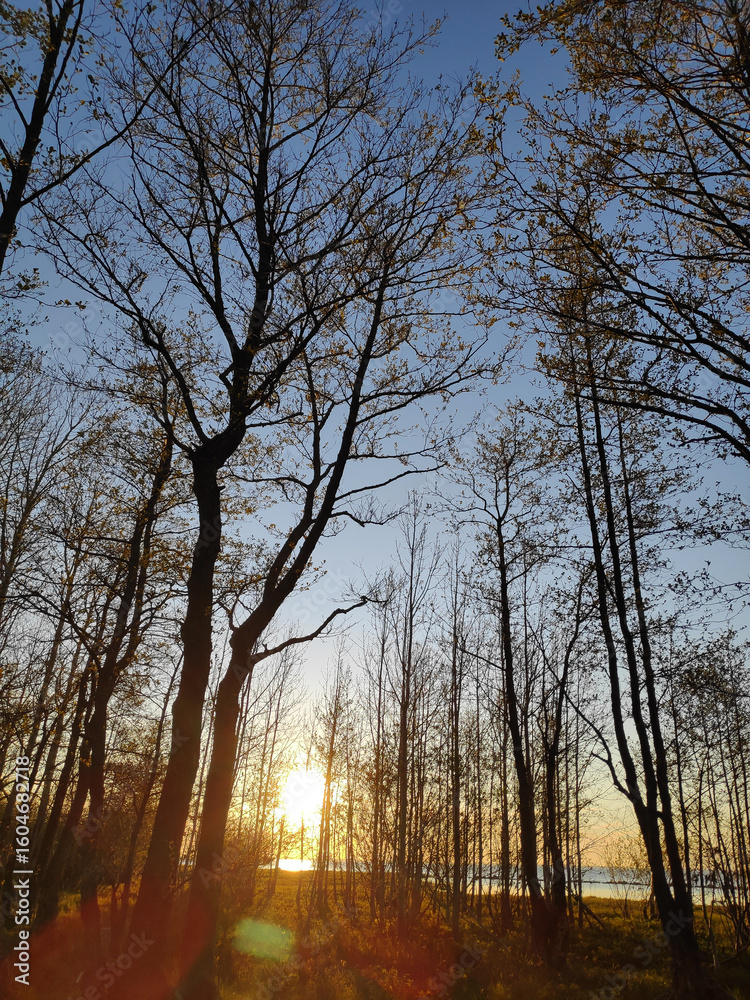 Fototapeta premium Tree with leaves is in the foreground