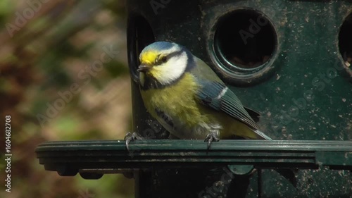 Eurasian Blue Tit (Cyanistes caeruleus) With Yellow Face Caused By Feeding on Nectar From Willow Catkins