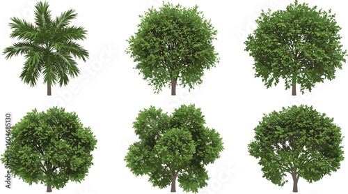 Realistic green trees and tropical palm collection, isolated on white background, perfect for landscape design, nature scenes, and 3D modeling