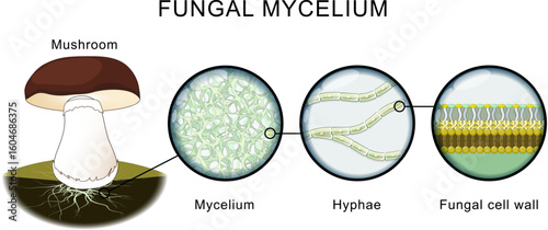 Fungi anatomy. Mushroom, mycelium, hyphae.