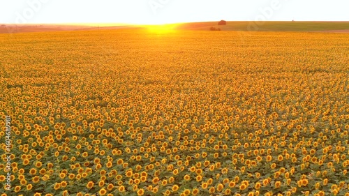 Attractive footage of blooming sunflowers in the evening light. 