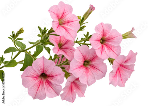 Pink hibiscus flower on transparent background