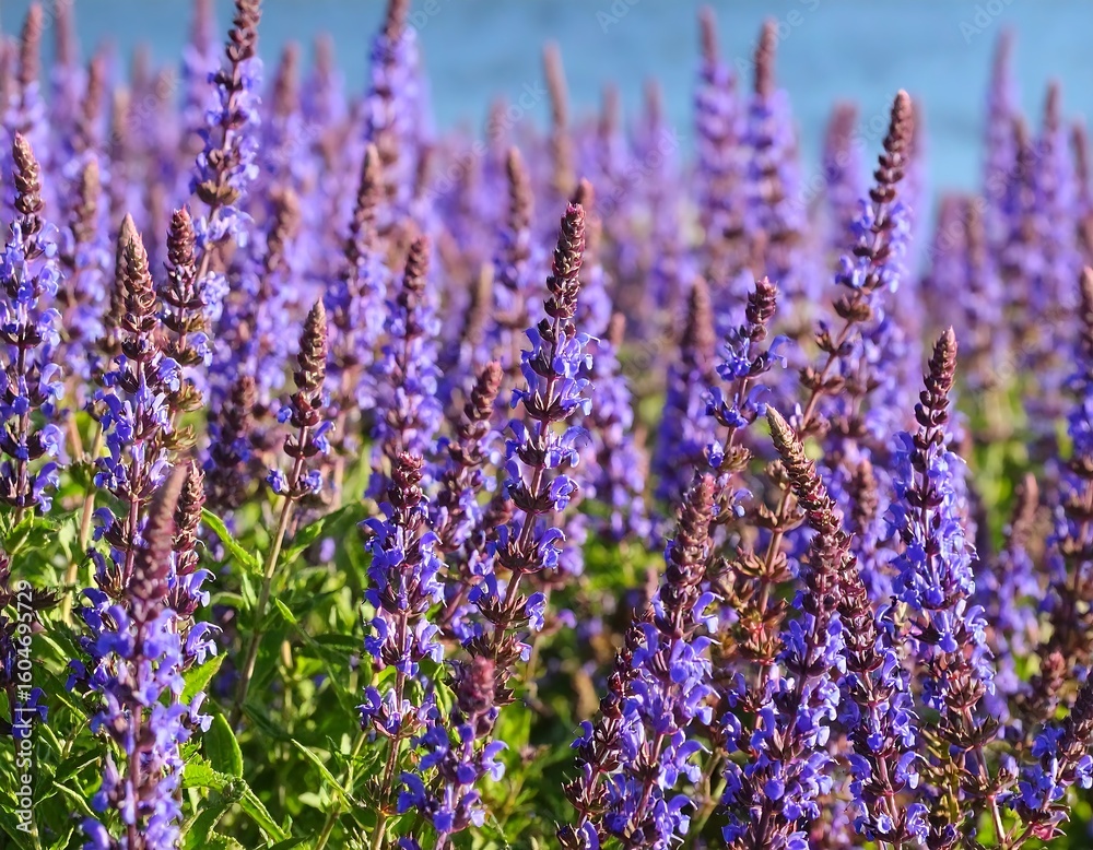 Naklejka premium Vibrant purple flowers in a field