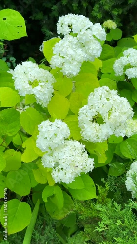 Lush white flowering bush blooms in green garden background loop	