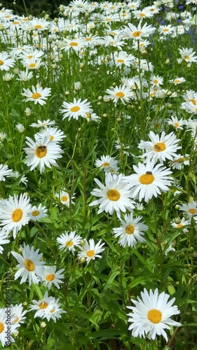 Lush white daisies in green garden natural background video loop	