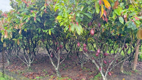 Lush cocoa plantation with ripe pods hanging from trees, showcasing bountiful harvest potential and organic farming beauty