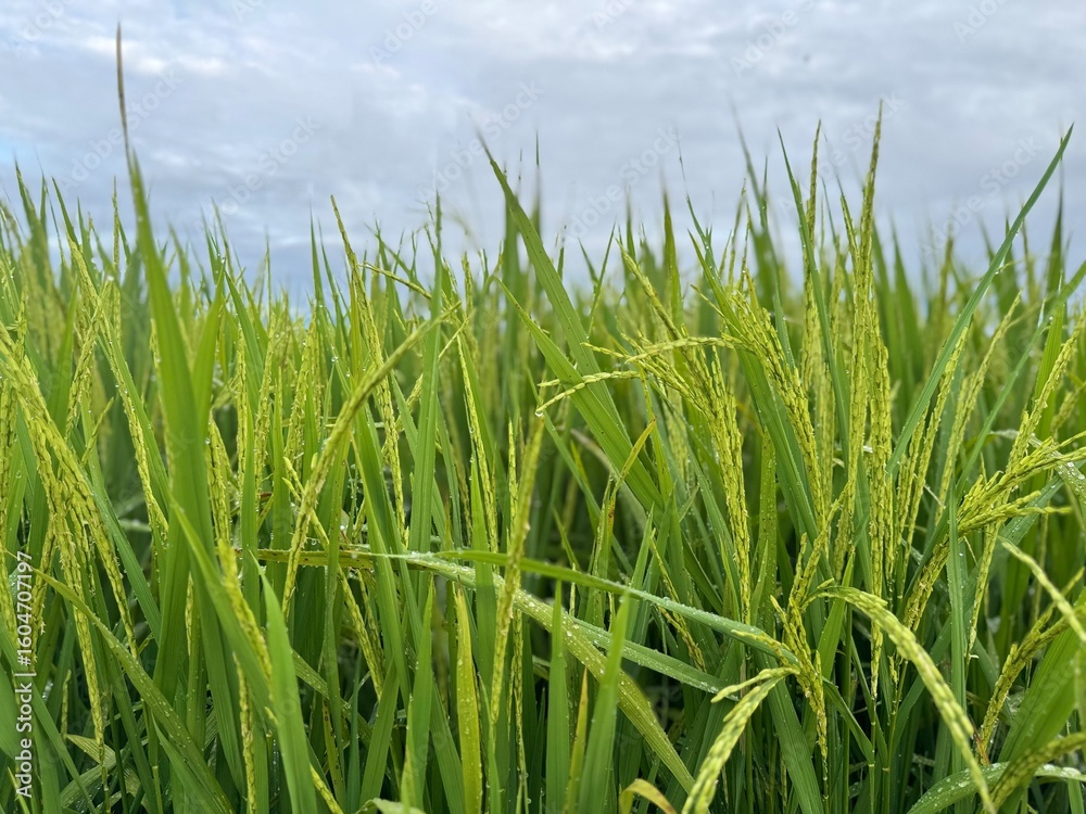 Fototapeta premium Vibrant green rice stalks sway gently in a lush field under a cloudy sky, promising a bountiful harvest and natural abundance.