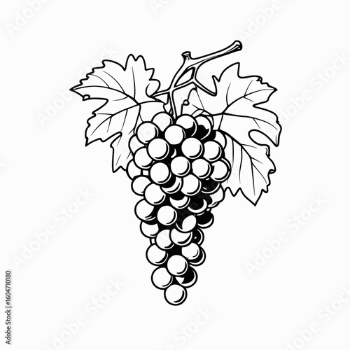 Grape bunch line drawing with leaves on white background