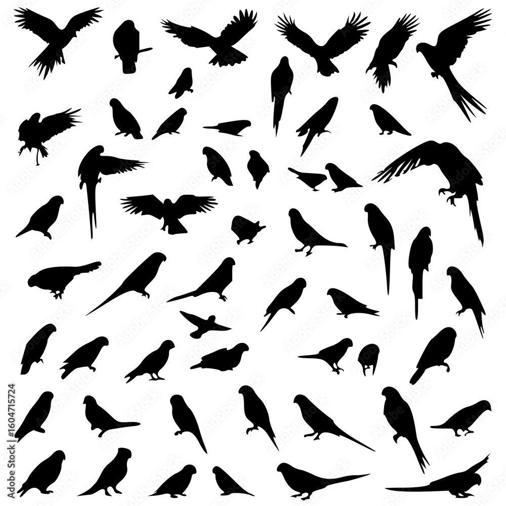 Obraz premium Sillihutte different different pose bird