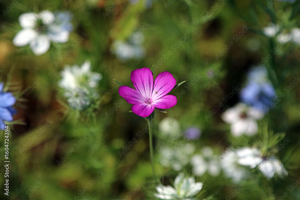 Fototapeta premium Closeup of a purple Corncockle bloom, Kent, England 