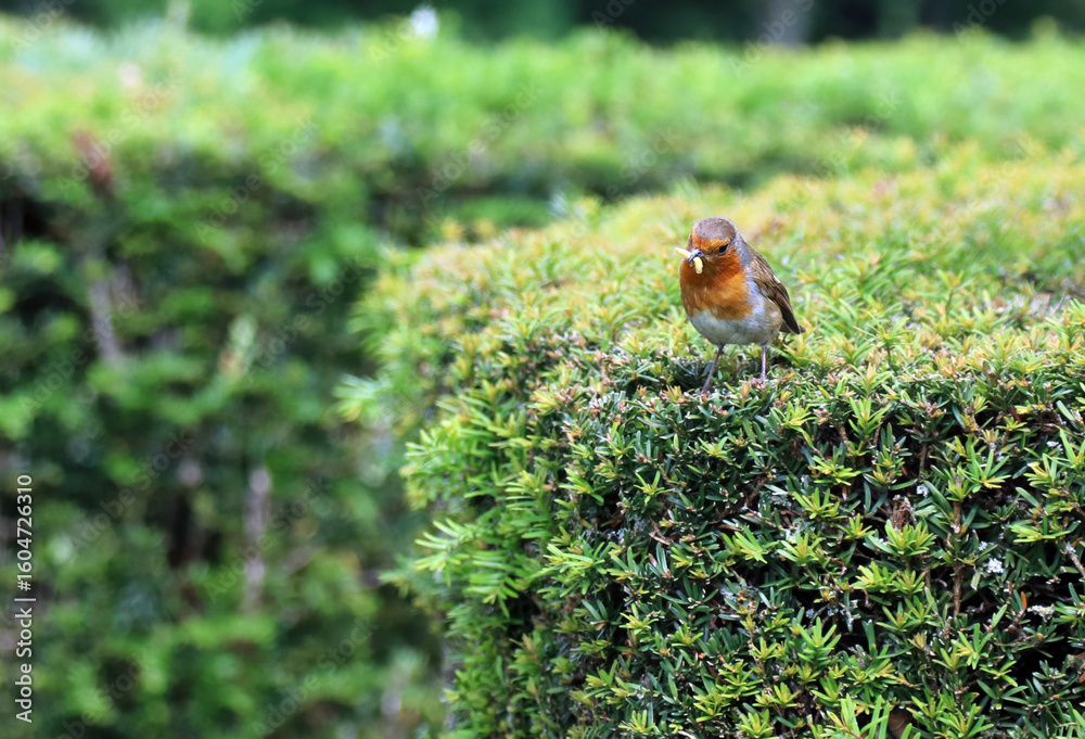 Fototapeta premium Robin with a grub in its beak, Kent England 
