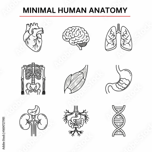 Minimal Line Art Illustrations of Human Anatomy Components and Organs