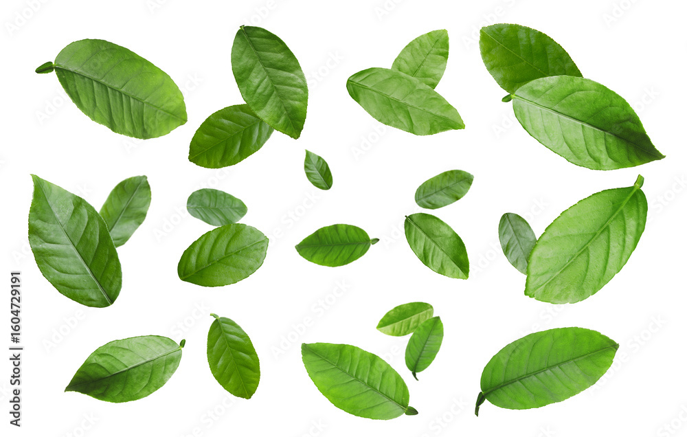 Citrus plant leaves in air against white background