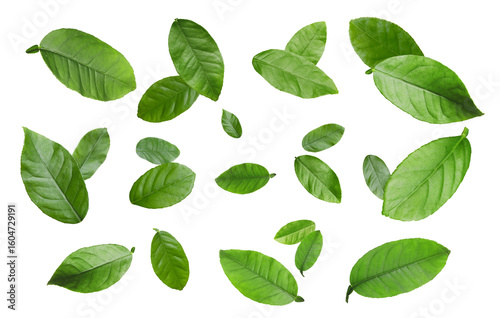 Citrus plant leaves in air against white background