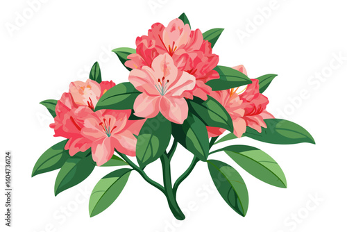 Beautiful pink rhododendron flowers illustration for garden floral design and nature lovers art