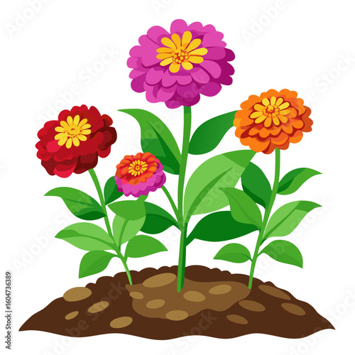 Colorful zinnia flower garden illustration vector art design for spring summer gardening projects