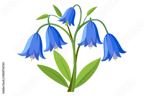 Vector illustration of bluebell flowers spanish bluebell campanula plant floral design element art