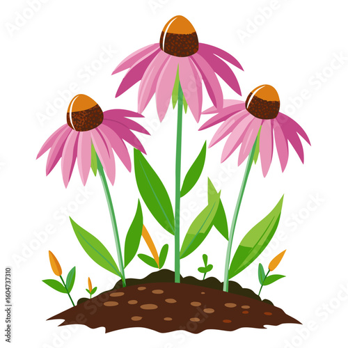 Illustration of echinacea flowers growing in soil, pink petals and green leaves, botanical art