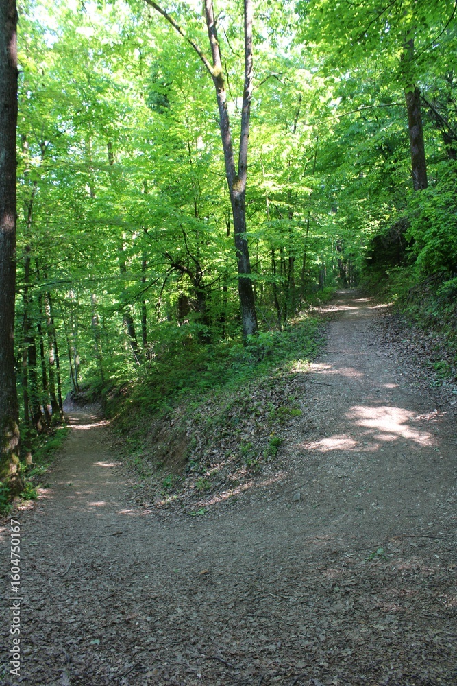 Obraz premium road in the woods