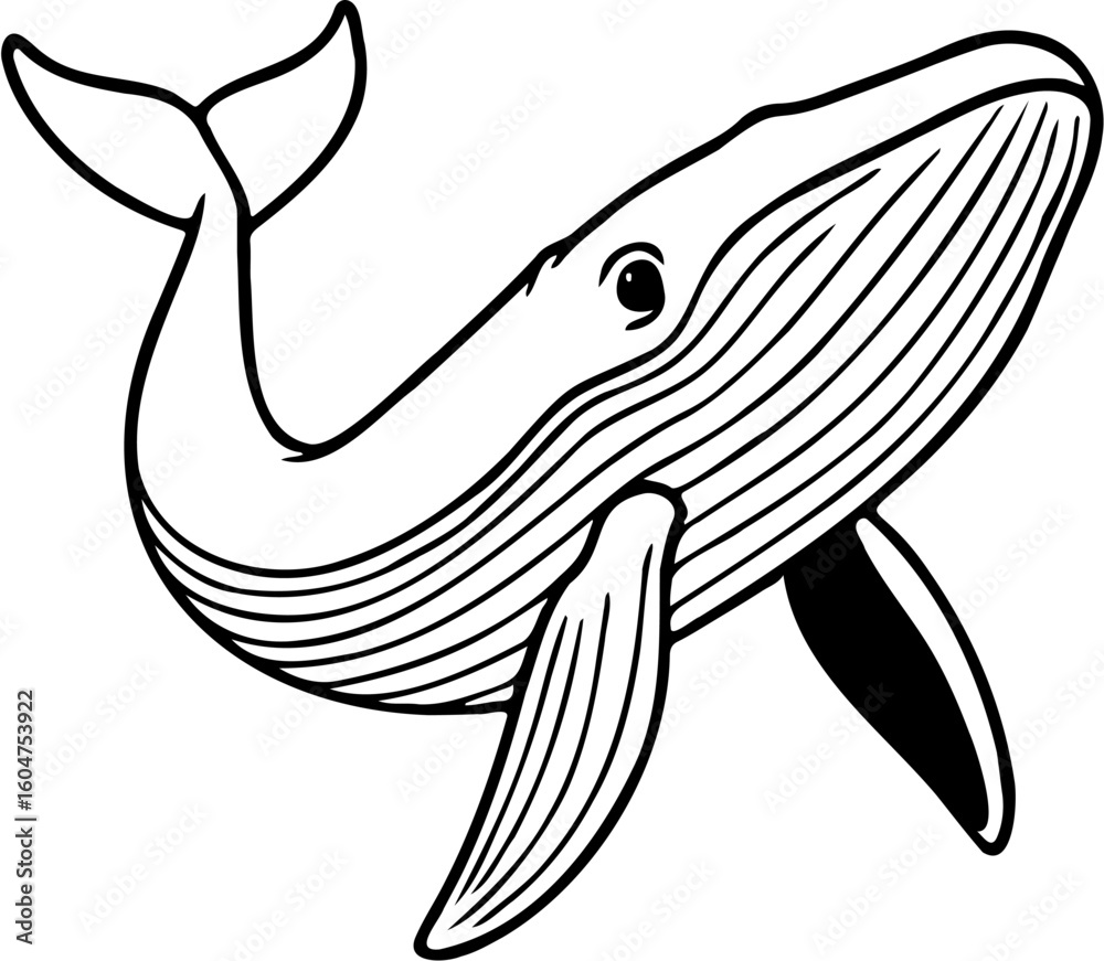 Fototapeta premium whale vector illustration, isolated on white