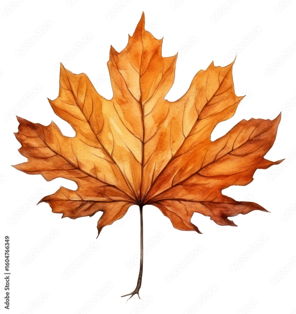 Fototapeta premium PNG Illustration of autumn leaf plant maple tree.