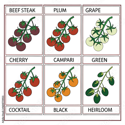 A Colorful Assortment of Tomato Varieties for Culinary Delight