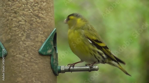 Eurasian Siskin (Spinus spinus) - Male Bird on a Sunflower Hearts Seed Feeder