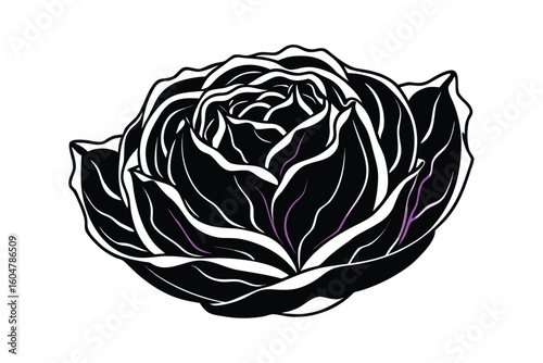 Radicchio In Purple Shades White Background