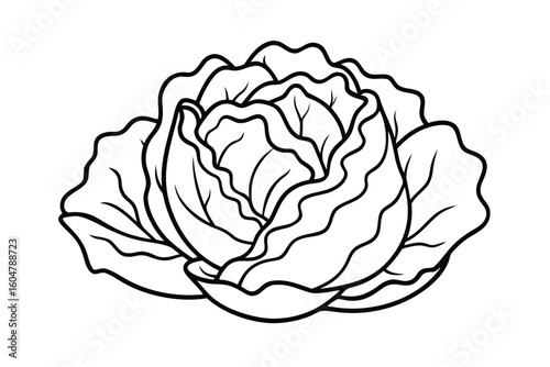 Lettuce Head With Layered Leaf No Text
