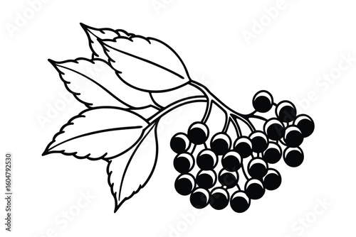 Elderberry Bunch Colorful Flat Style No Text