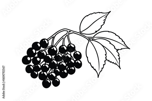 Elderberry Bunch Colorful Flat Style No Text