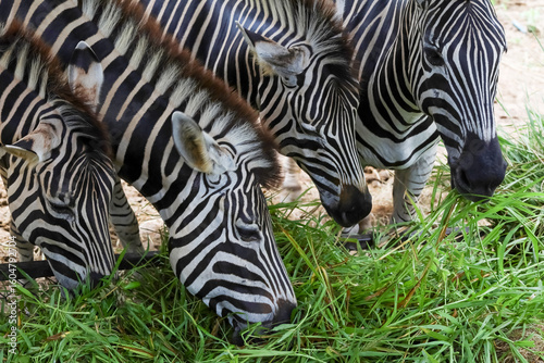 The family burchell zebra is eatting in farm