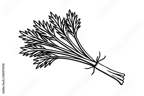 Dill Leaves Bundle Clean White Background