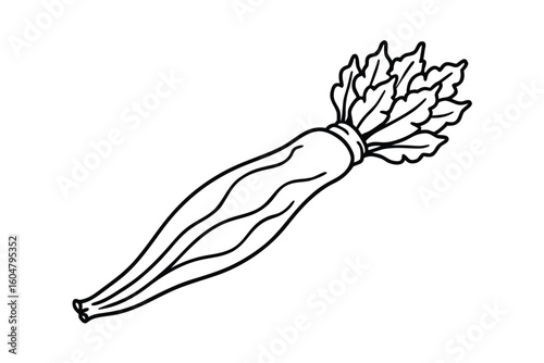 Chicory Root In Clean Vector No Text
