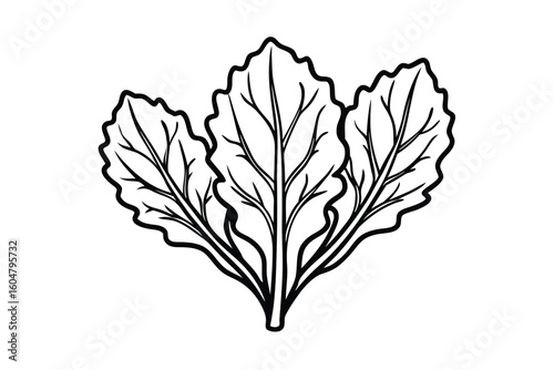 Chicory Leaves In Clean Style No Text