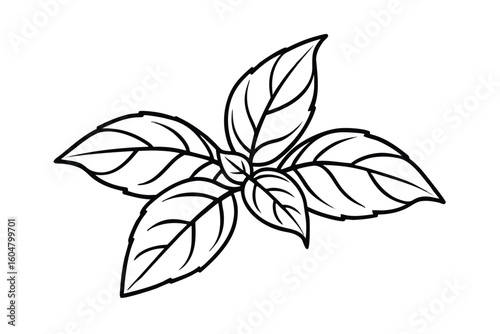 Basil Leaves In Clean Style White Background